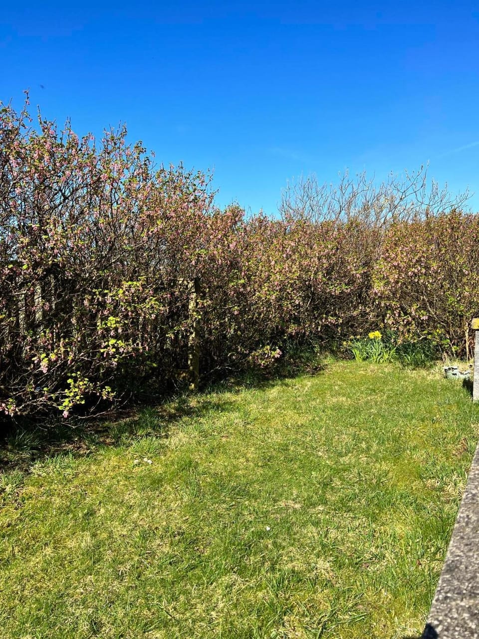 Natural landscape, Garden, Garden view