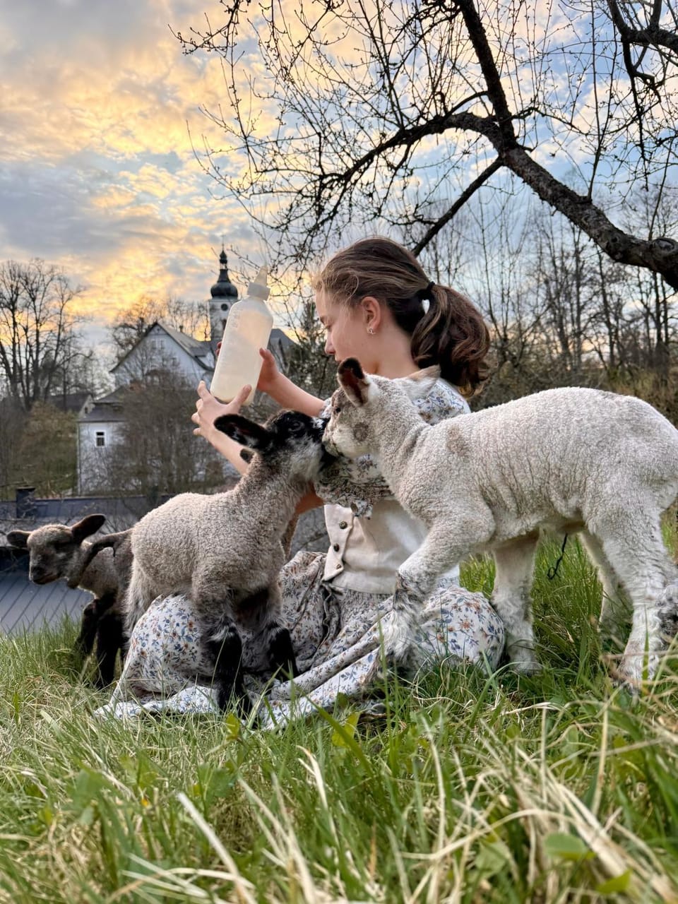 Animals, Pets