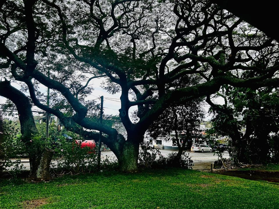 Natural landscape, Garden, Garden view, Street view, Quiet street view