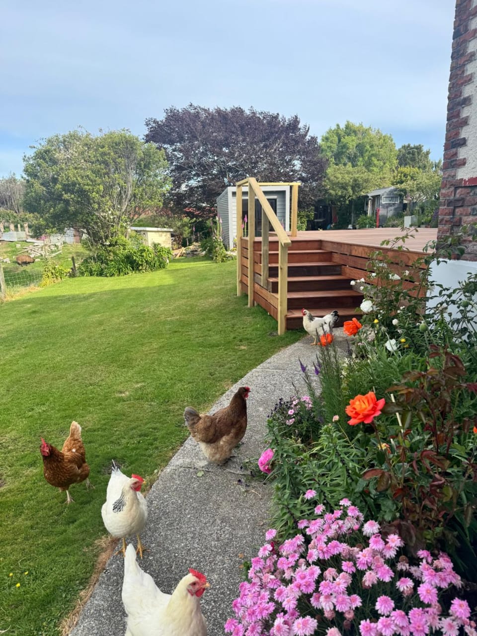 Animals, Garden view