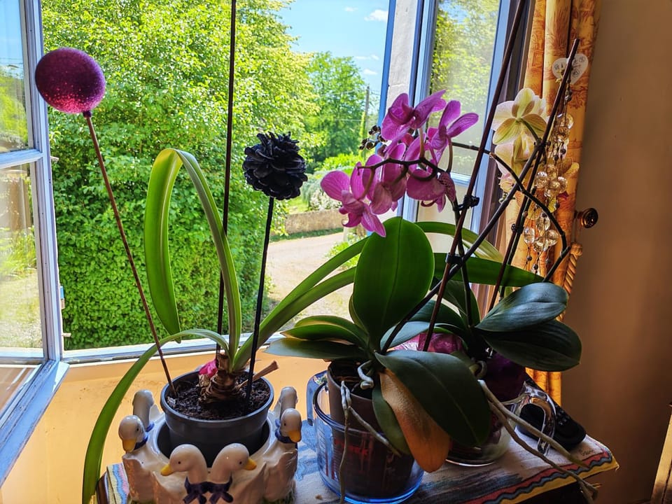 Garden view
