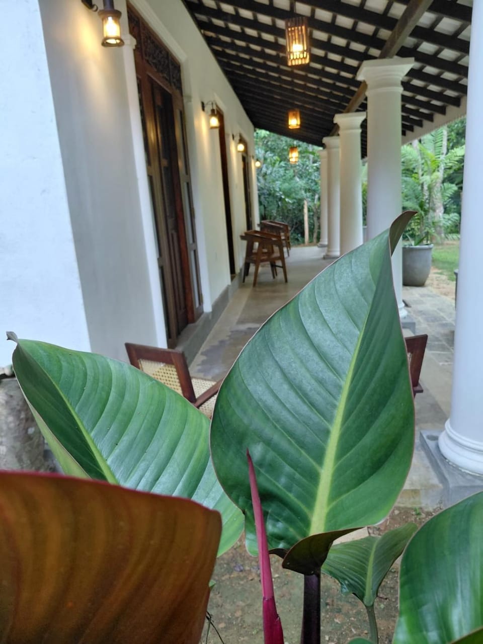 Garden view