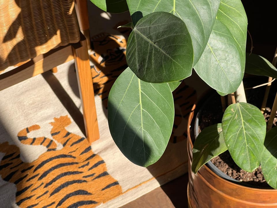 Urban Jungle 8 - Risorgimento Apartment in Milan