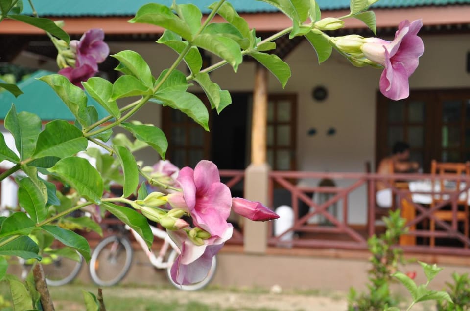 Garden, Balcony/Terrace
