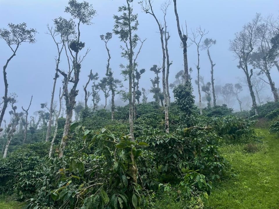Coffee Mist Retreat House in Karnataka