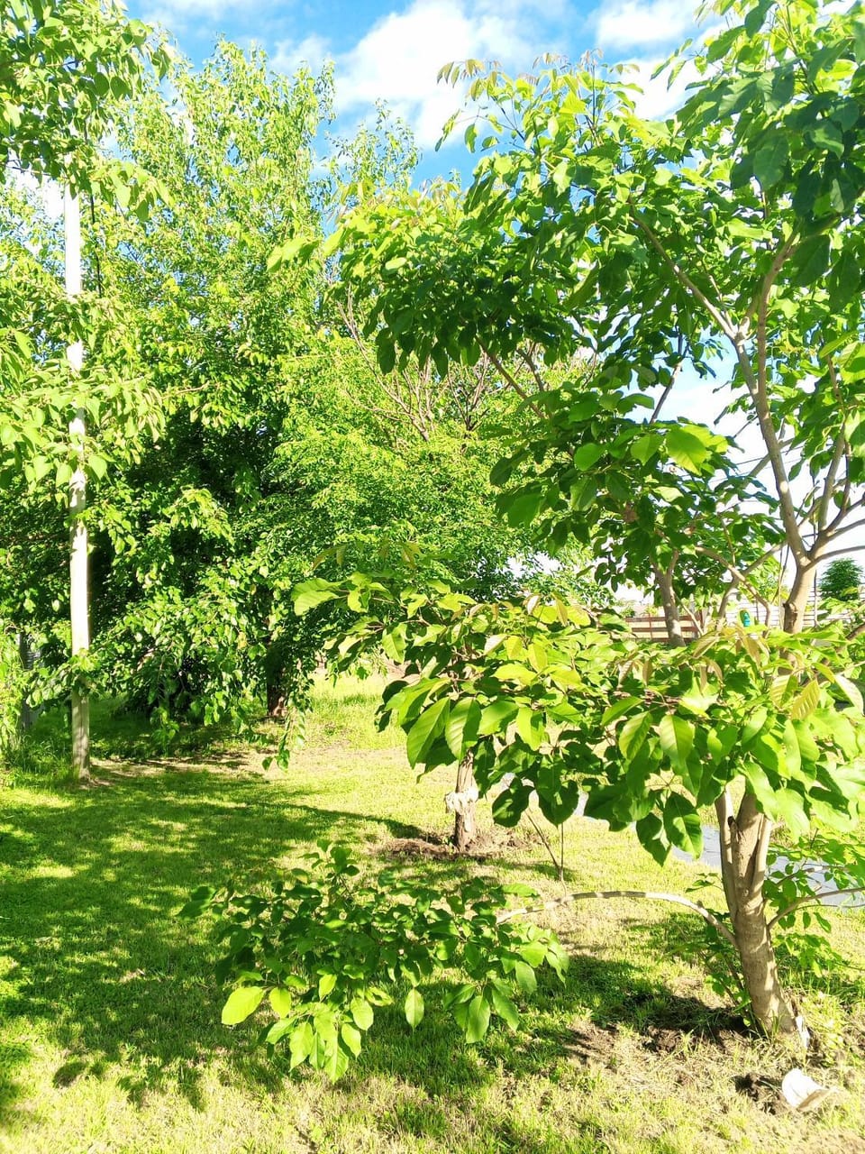 Natural landscape, Garden view