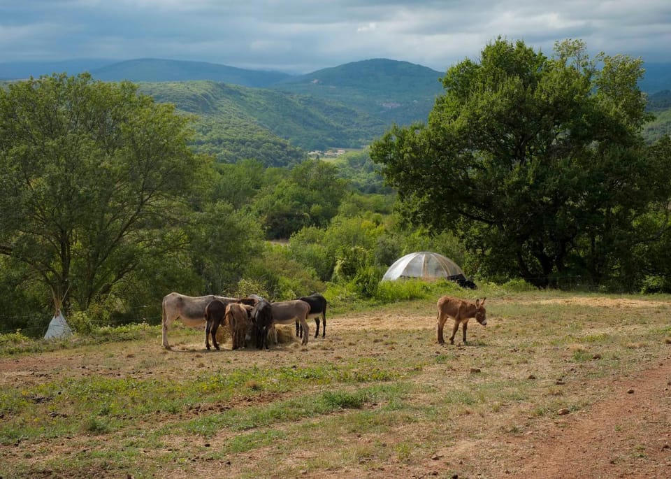 Natural landscape, View (from property/room), Animals