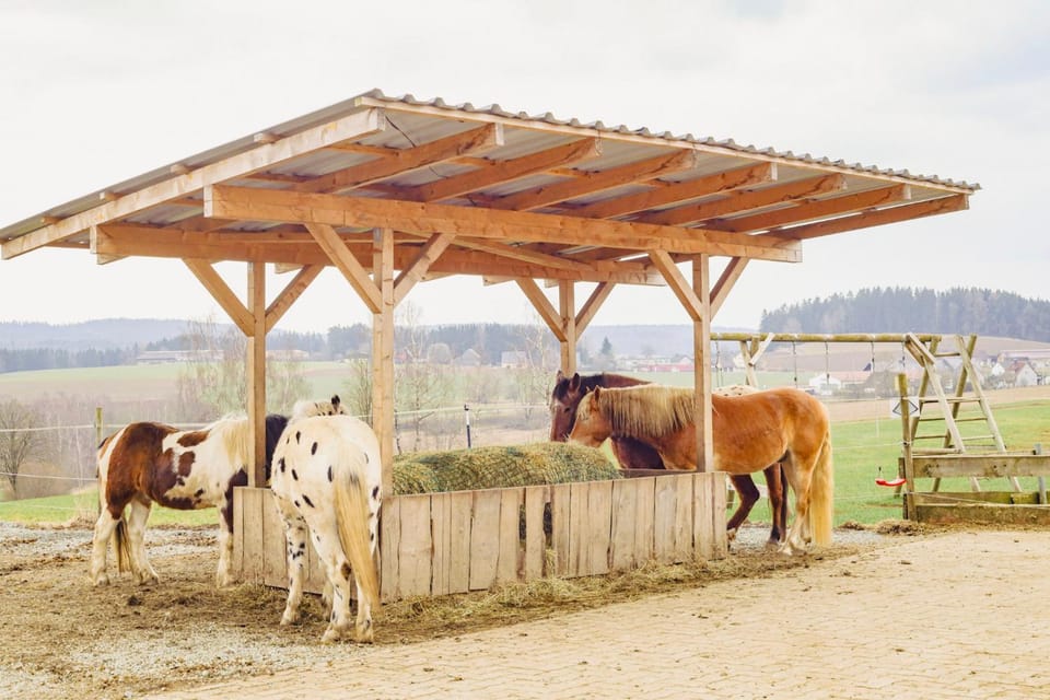Horse-riding, Animals