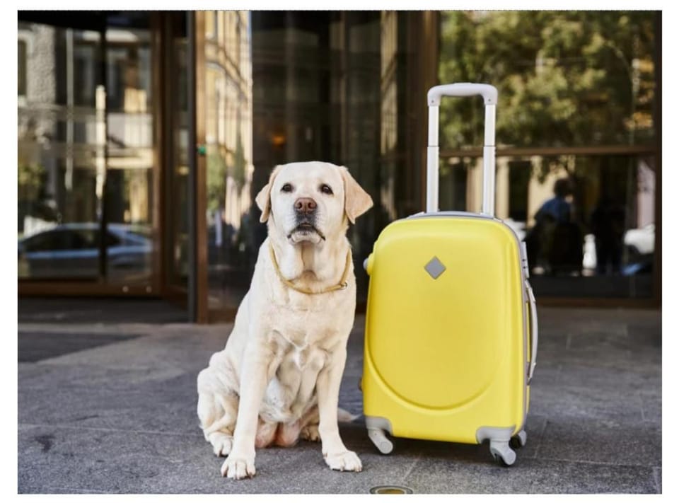 pet friendly