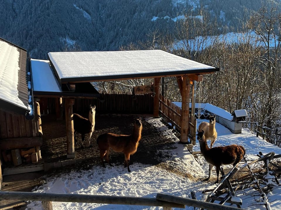 Day, Natural landscape, Winter, Animals, Pets