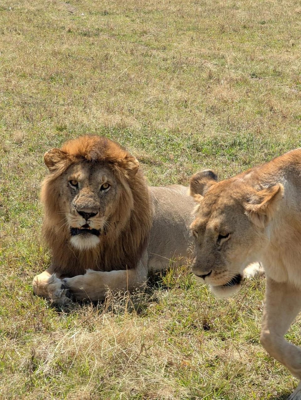 Morris Eco Safaris Luxury tent in Arusha