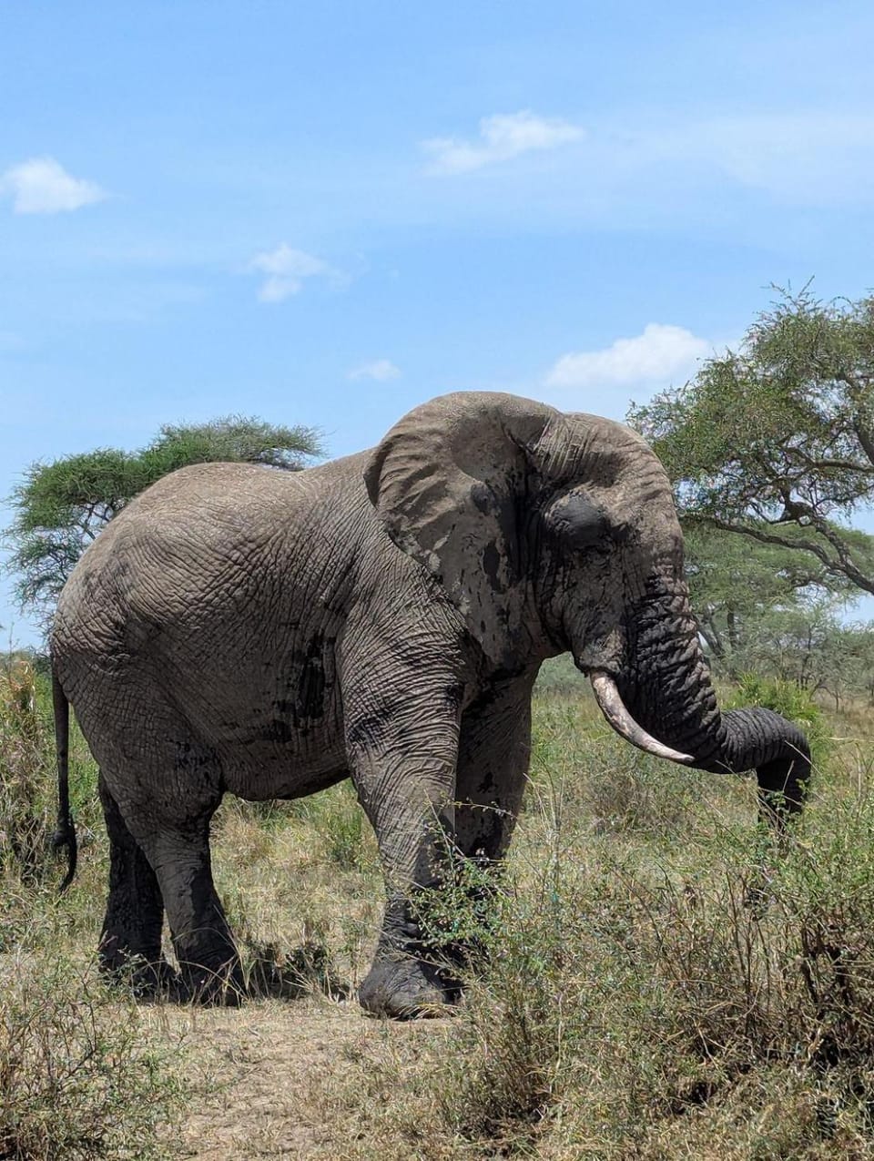 Morris Eco Safaris Luxury tent in Arusha