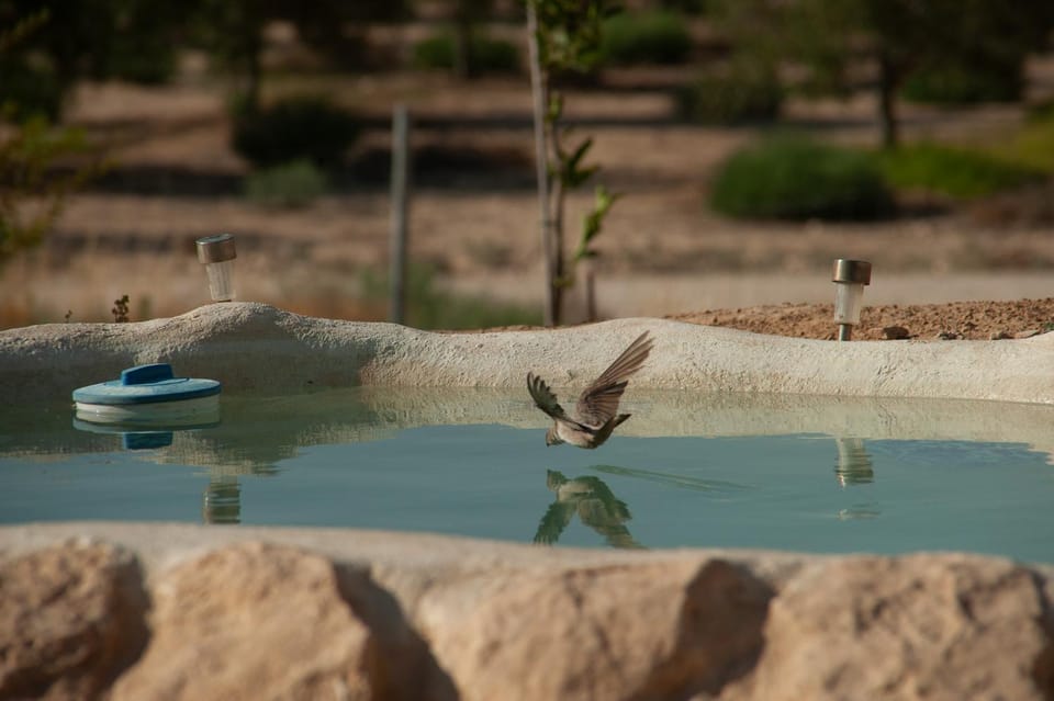 Day, Pool view, Swimming pool