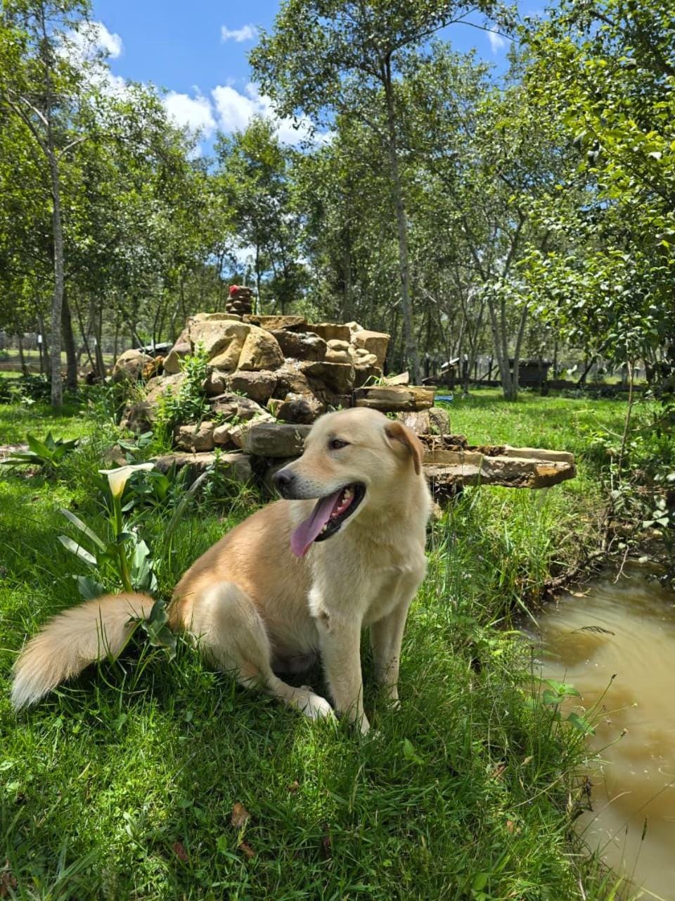 Natural landscape, Pets