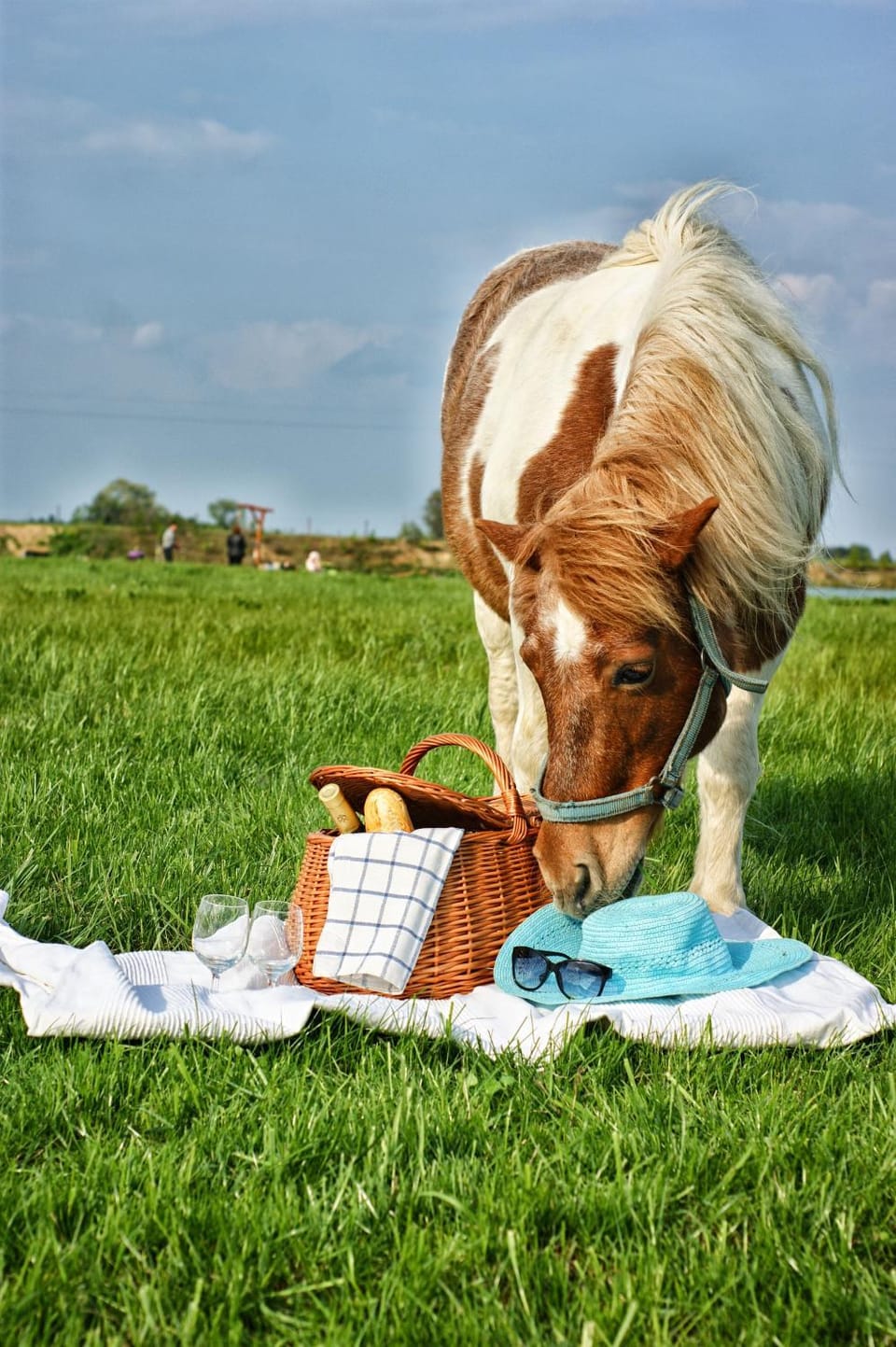 Horse-riding, Windsurfing, Animals, Sports