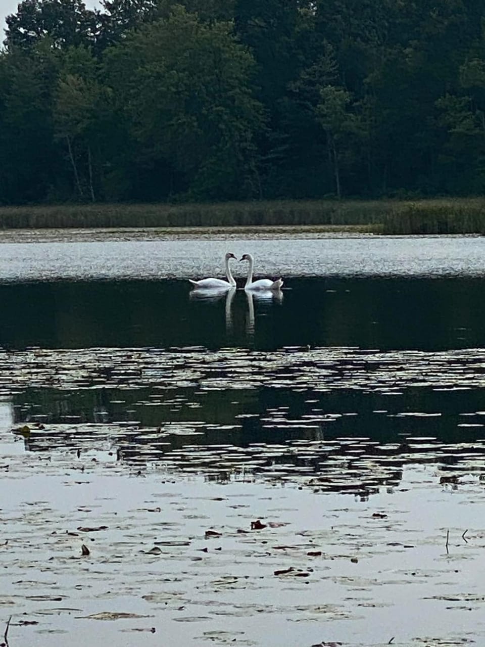 Lake Life - Peaceful and Quiet House in Orion Township
