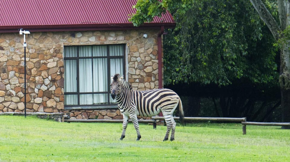 Animals