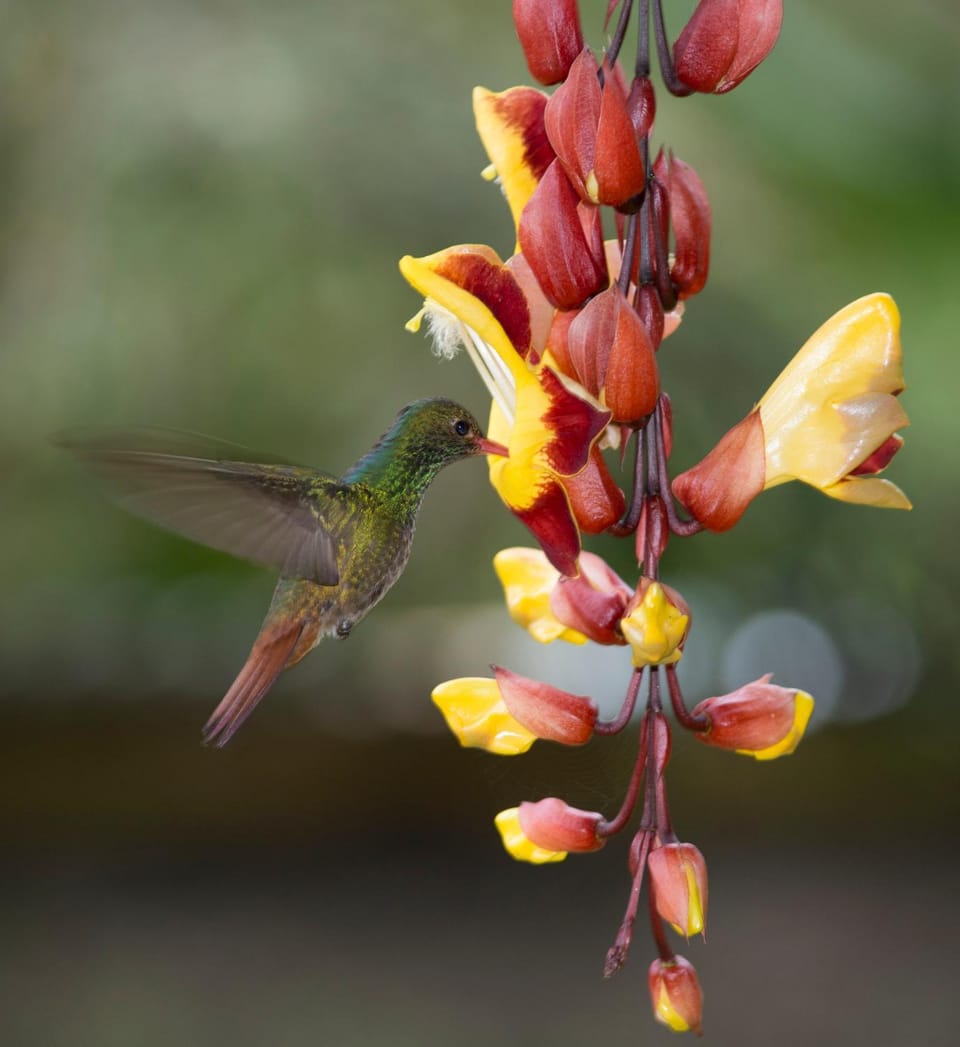 Centro Holístico Allpa Samay Nature lodge in Cundinamarca, Colombia