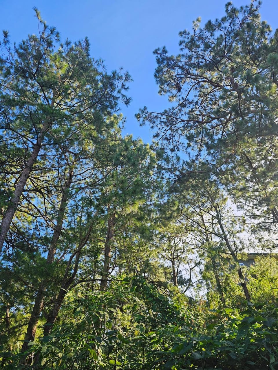 Transient Home in Baguio City Apartment in Baguio