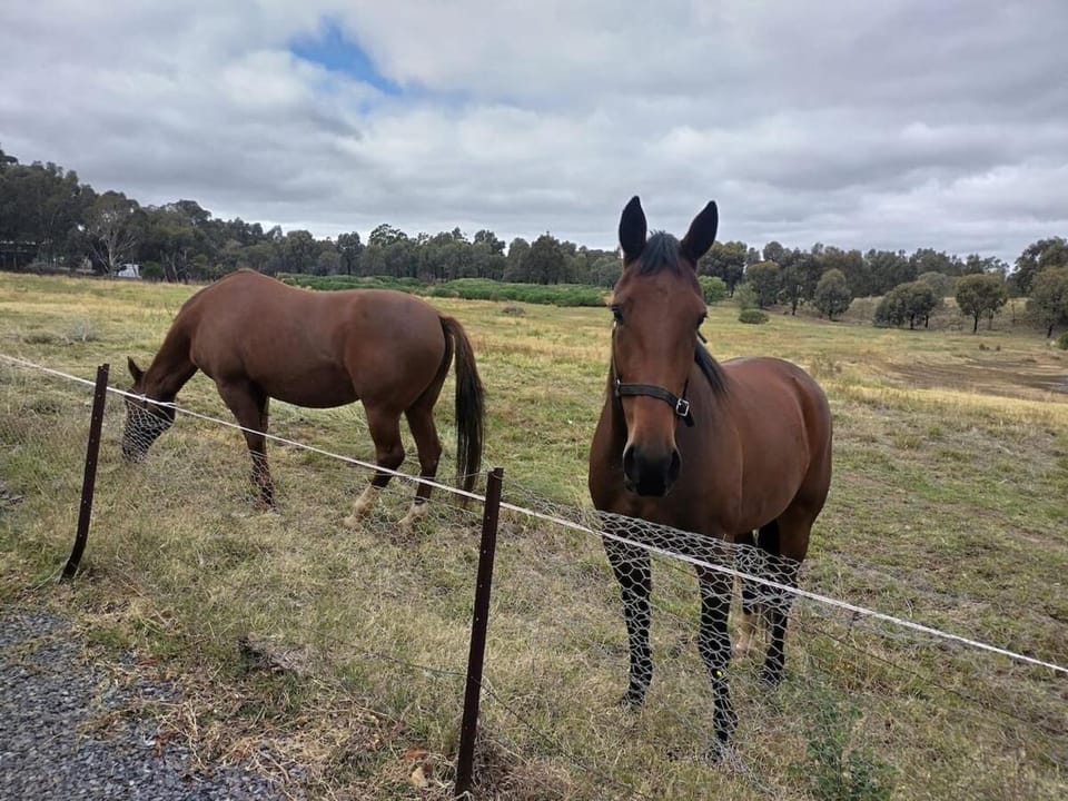 Neighbourhood, Animals