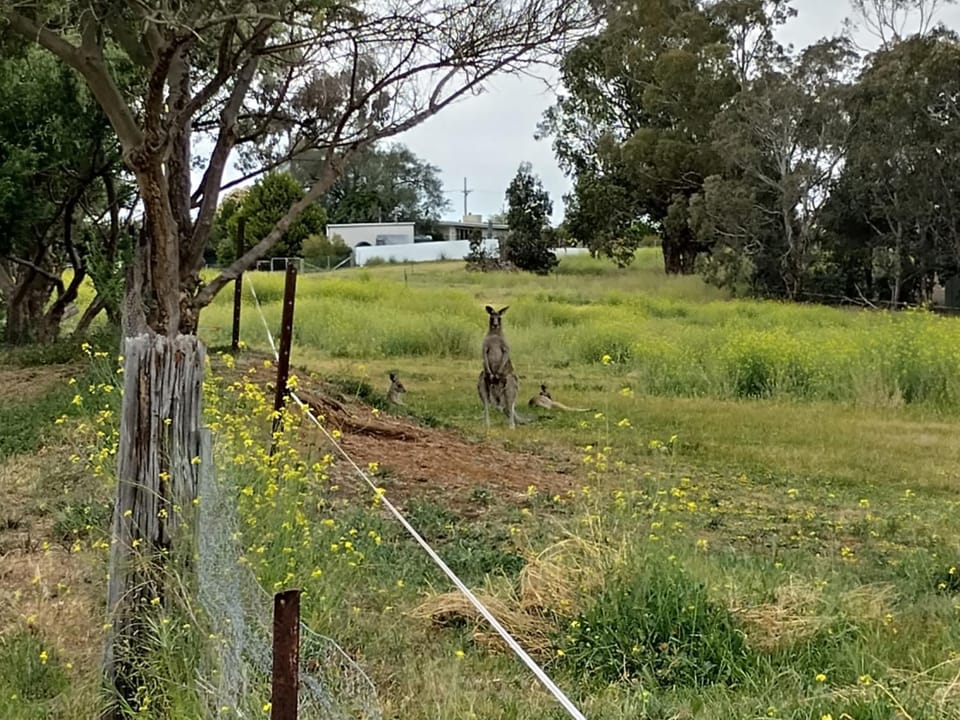 Neighbourhood, Natural landscape, View (from property/room), Animals, Inner courtyard view