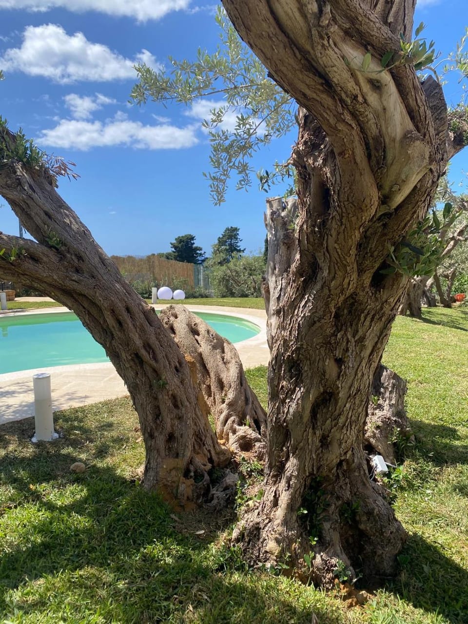 Day, Garden, Swimming pool