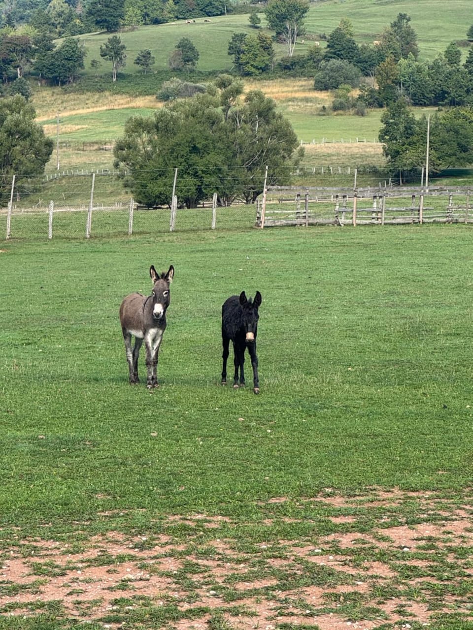Animals