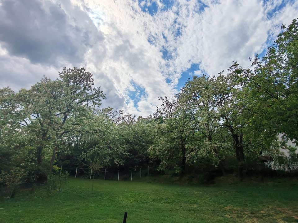 Spring, Natural landscape, Garden, Garden view