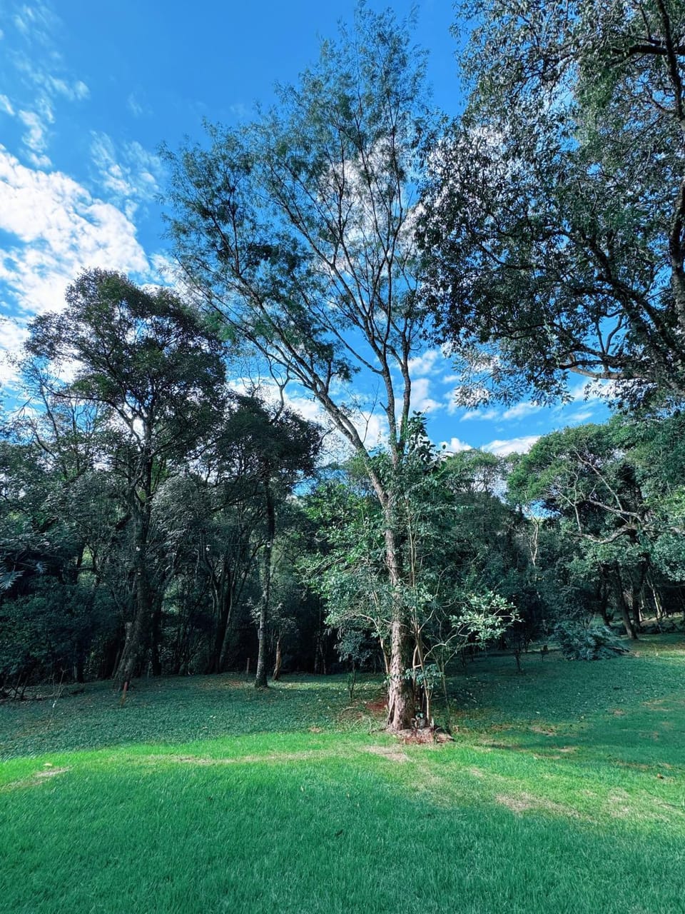 Natural landscape, Garden, Garden view
