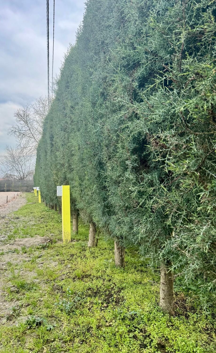 Day, Natural landscape, Garden view