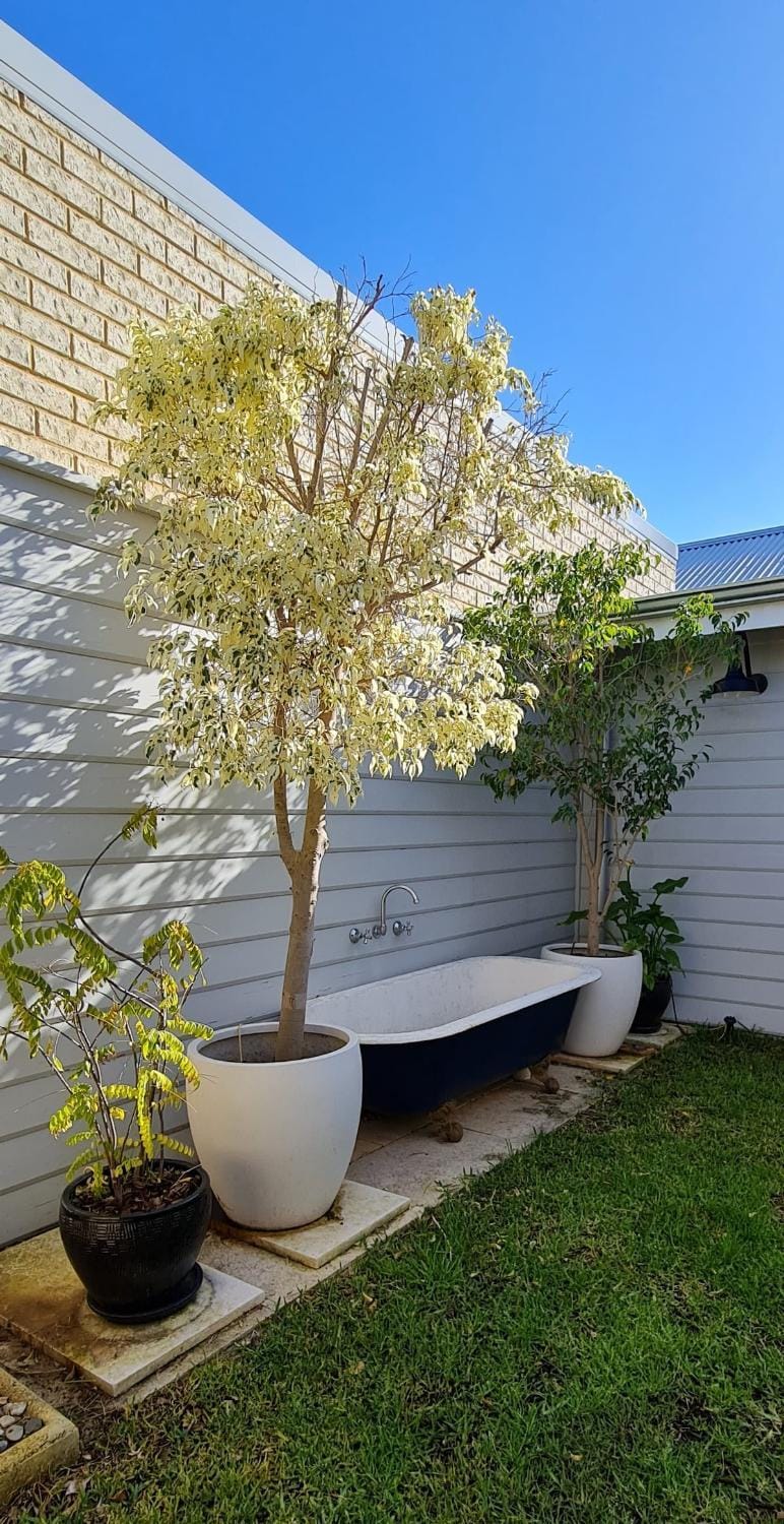Garden view