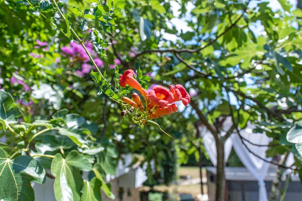 Spring, Garden, Garden view