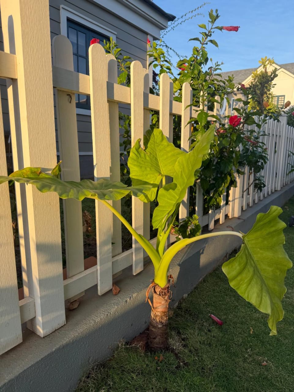 Garden view