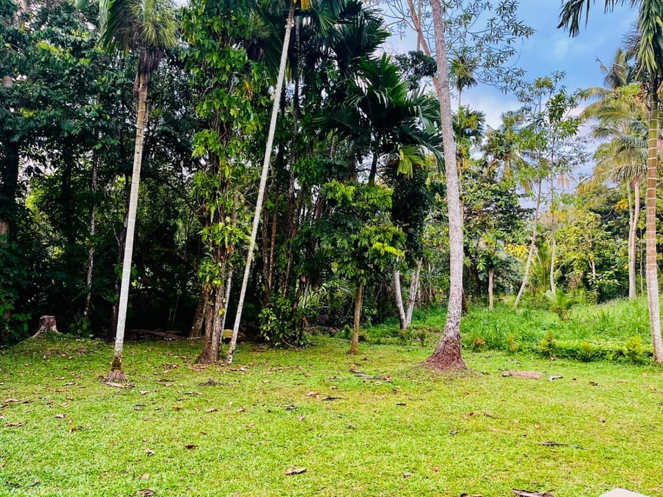 Garden, Garden view, Garden view
