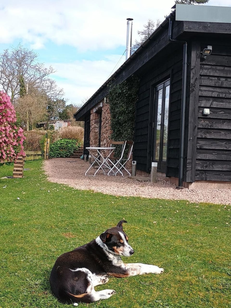 Day, Garden, Pets, Garden view