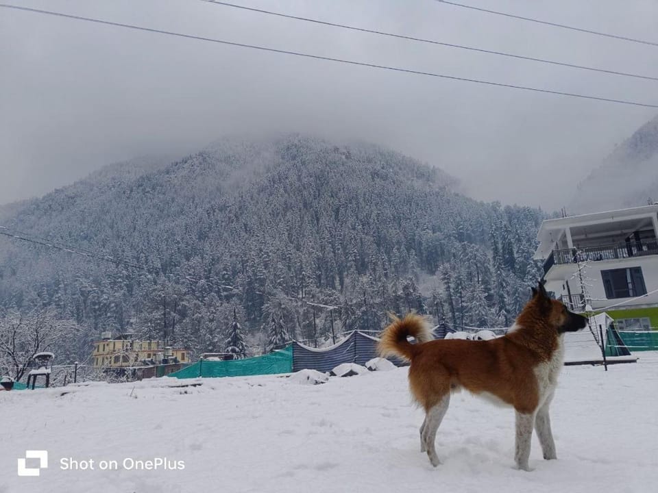 Stayhighcampskasol Campground/ 
RV Resort in Himachal Pradesh