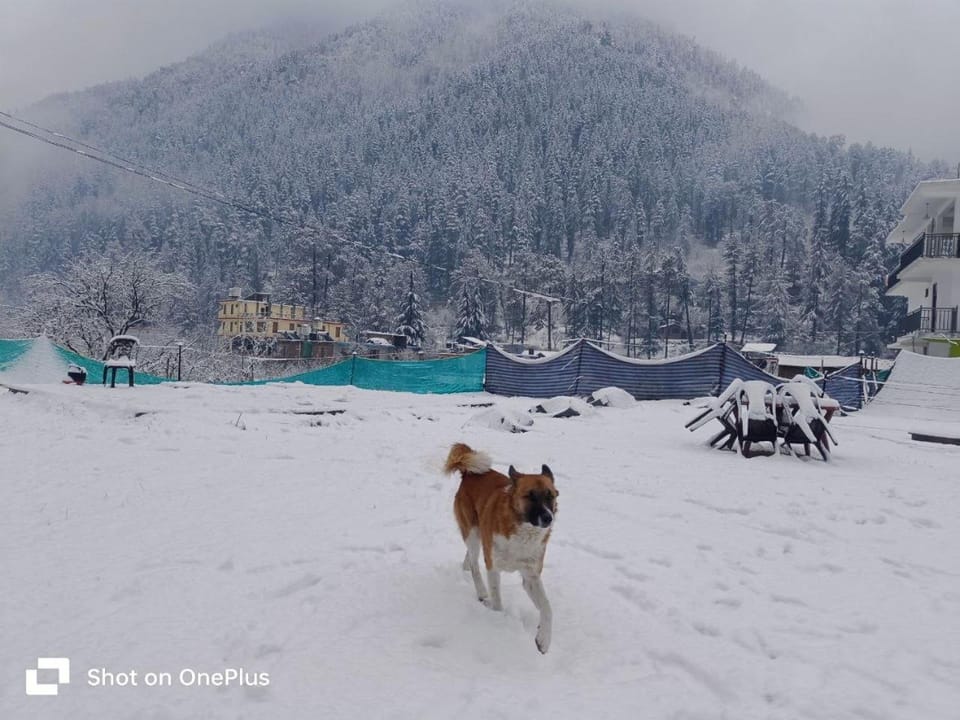 Stayhighcampskasol Campground/ 
RV Resort in Himachal Pradesh
