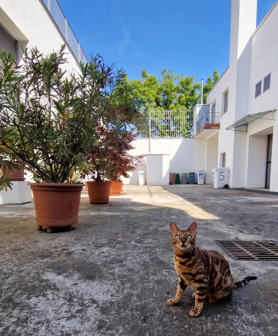 Property building, Day, Pets, Inner courtyard view