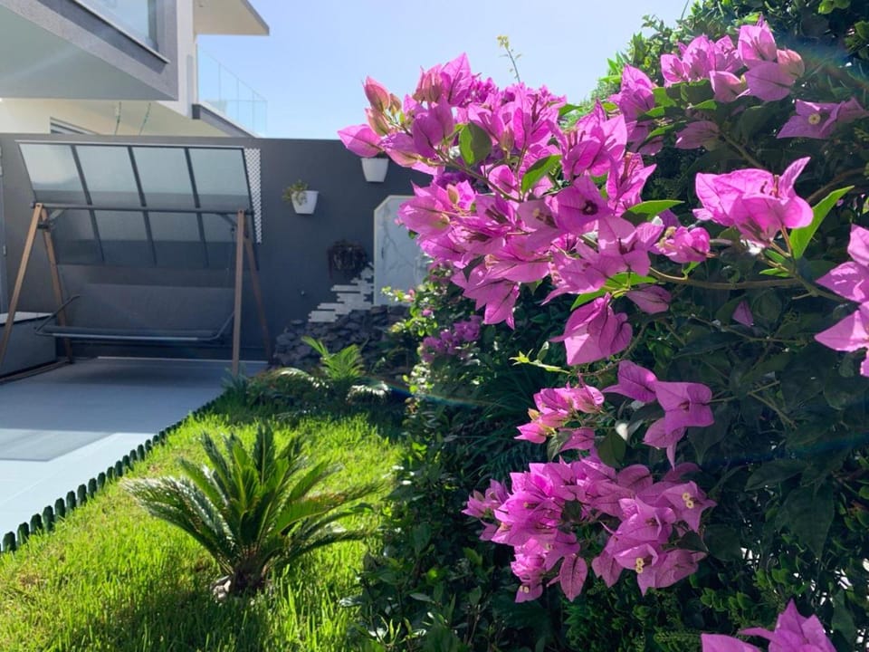 Patio, Garden