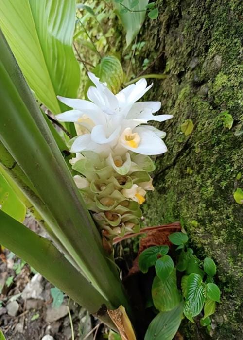 The Silver Tip - A Tea Boutique Farmstay Vacation rental in West Bengal