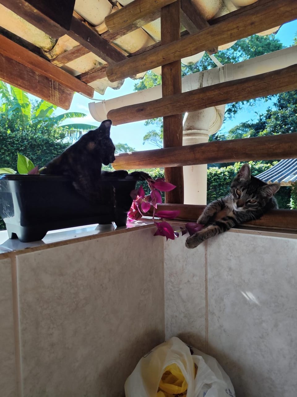 Animals