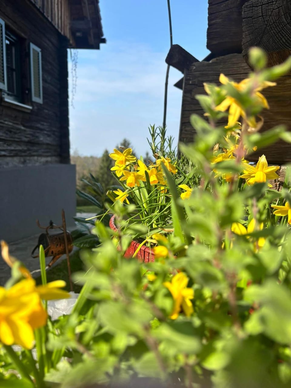Spring, Garden