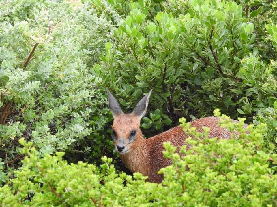 White Rocks Apartment in Western Cape