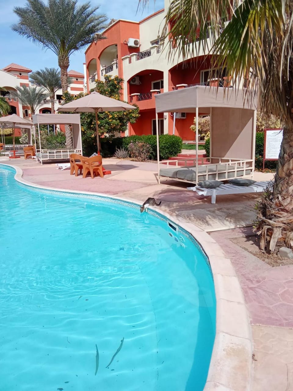 Swimming pool, sunbed