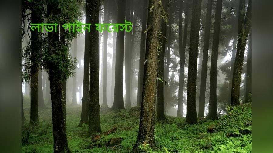 Nature View Homestay Vacation rental in West Bengal