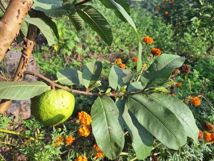 The Dungi Ser Experience Farm Stay in Himachal Pradesh