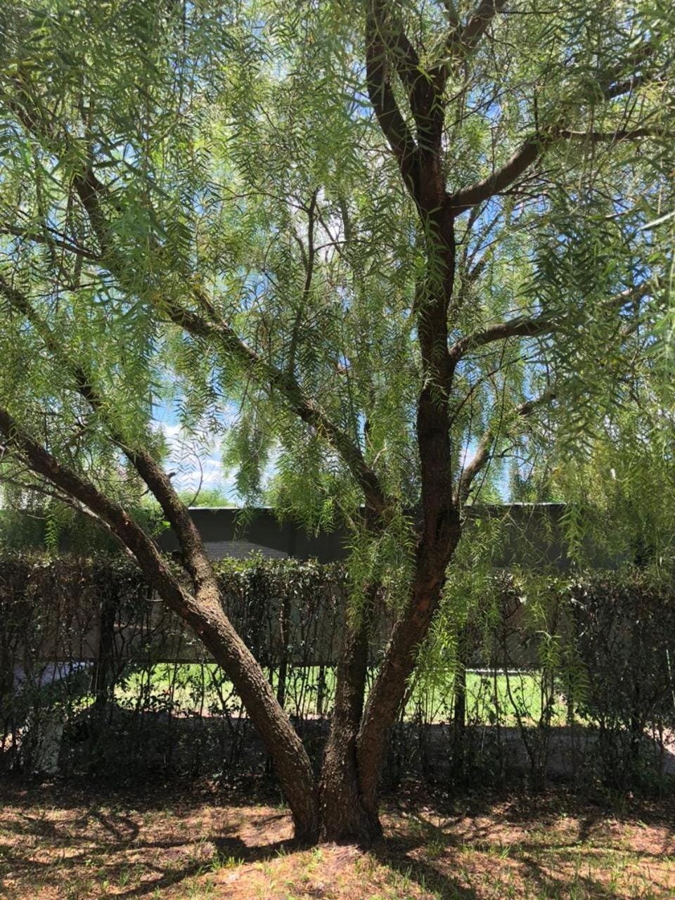 Spring, Natural landscape, Garden, Garden, Garden view