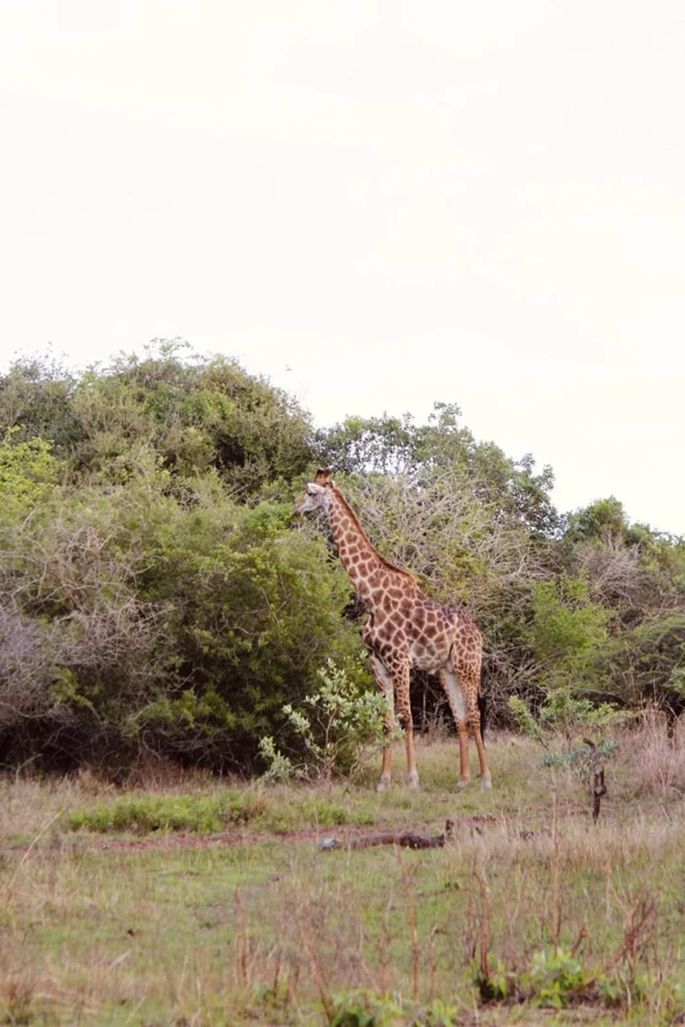 Animals