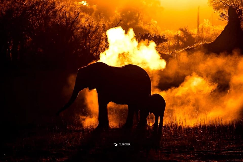 Animals