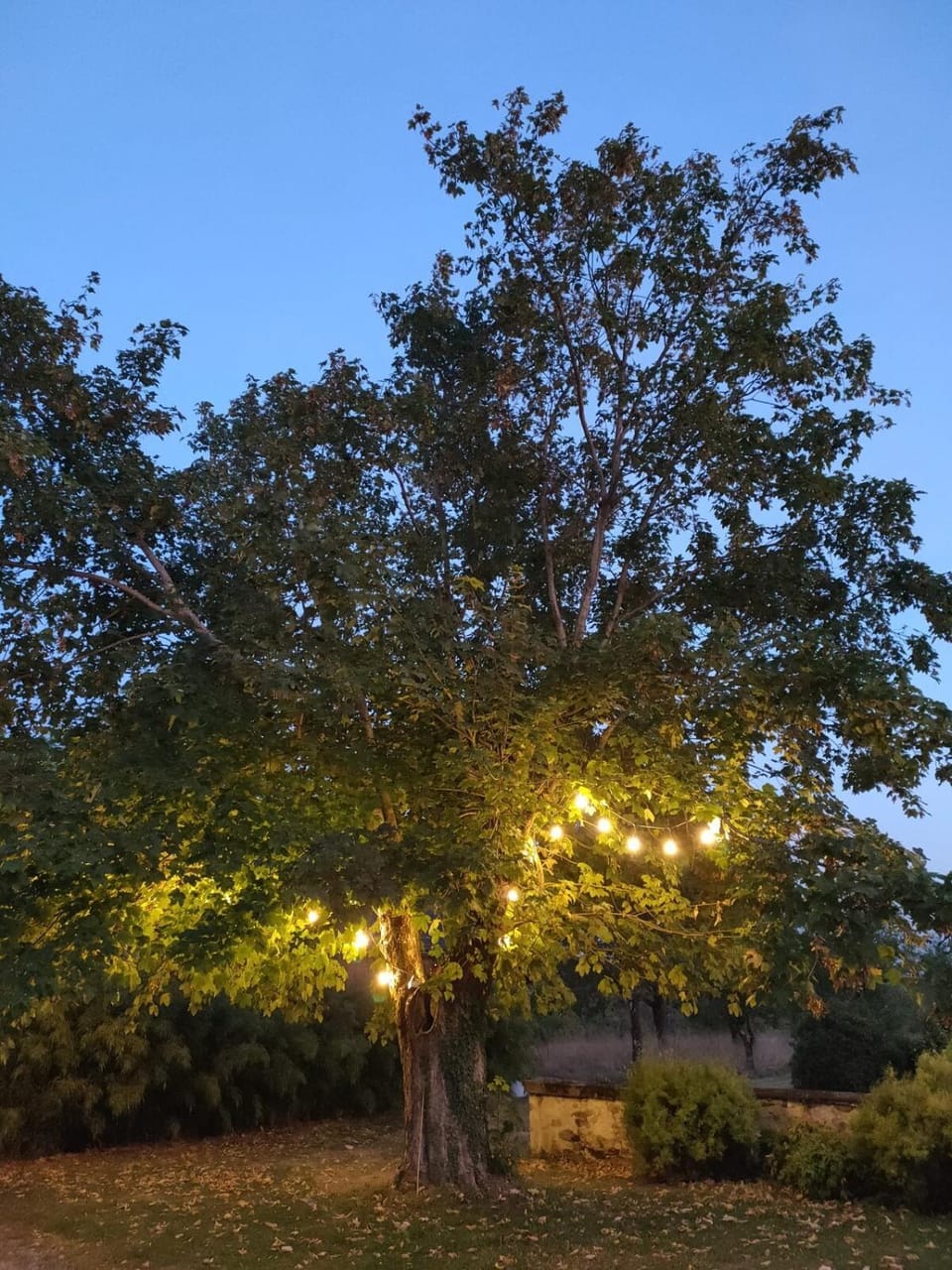 Garden, Garden, Garden view, Garden view